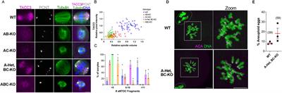 Genetic interaction mapping of Aurora protein kinases in mouse oocytes